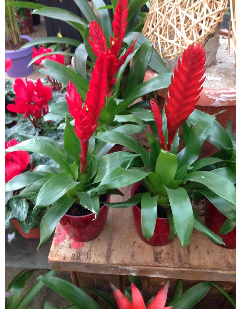 St Elie Flowers lebanon,Florists in lebanon, lebanon florists, flowers in lebanon, lebanon flowers, flower shops in lebanon, lebanon flower shops, send flowers in lebanon, wedding flowers in lebanon, lebanon wedding flowers, wedding bouquets in lebanon, bridal bouquets in lebanon, brdie bouquet in lebanon, roses in lebanon, tulips in lebanon, flower arrangements in lebanon, baby flower arrangement in lebanon, new born flower arrangements in lebanon, flower gifts in lebanon, birthday flower arrangement in lebanon, valantines roses in lebanon, valentines flower arrangements in lebanon, valentine gifts in lebanon, flower shop in lebanon,plants nursery in lebanon, landscaping in lebanon, Nursry plants, flowers, landscaping, wedding flowers, bouquets for all occasions, valentines roses, mothers day roses, newly born baby flowers, plants in pots, plants for the garden, money tree, bonsai tree